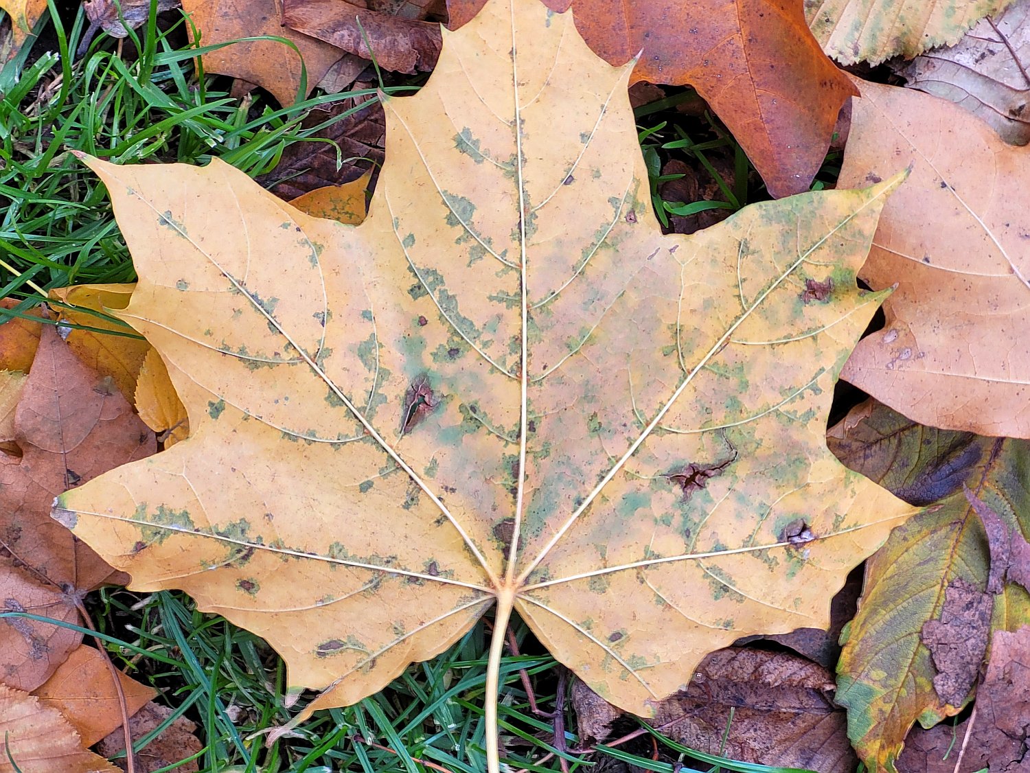 Unterseite des gelben Blatts vom Startbild: Wo auf der Oberseite weiße Flecken sind, sieht man hier grünes Chlorophyll