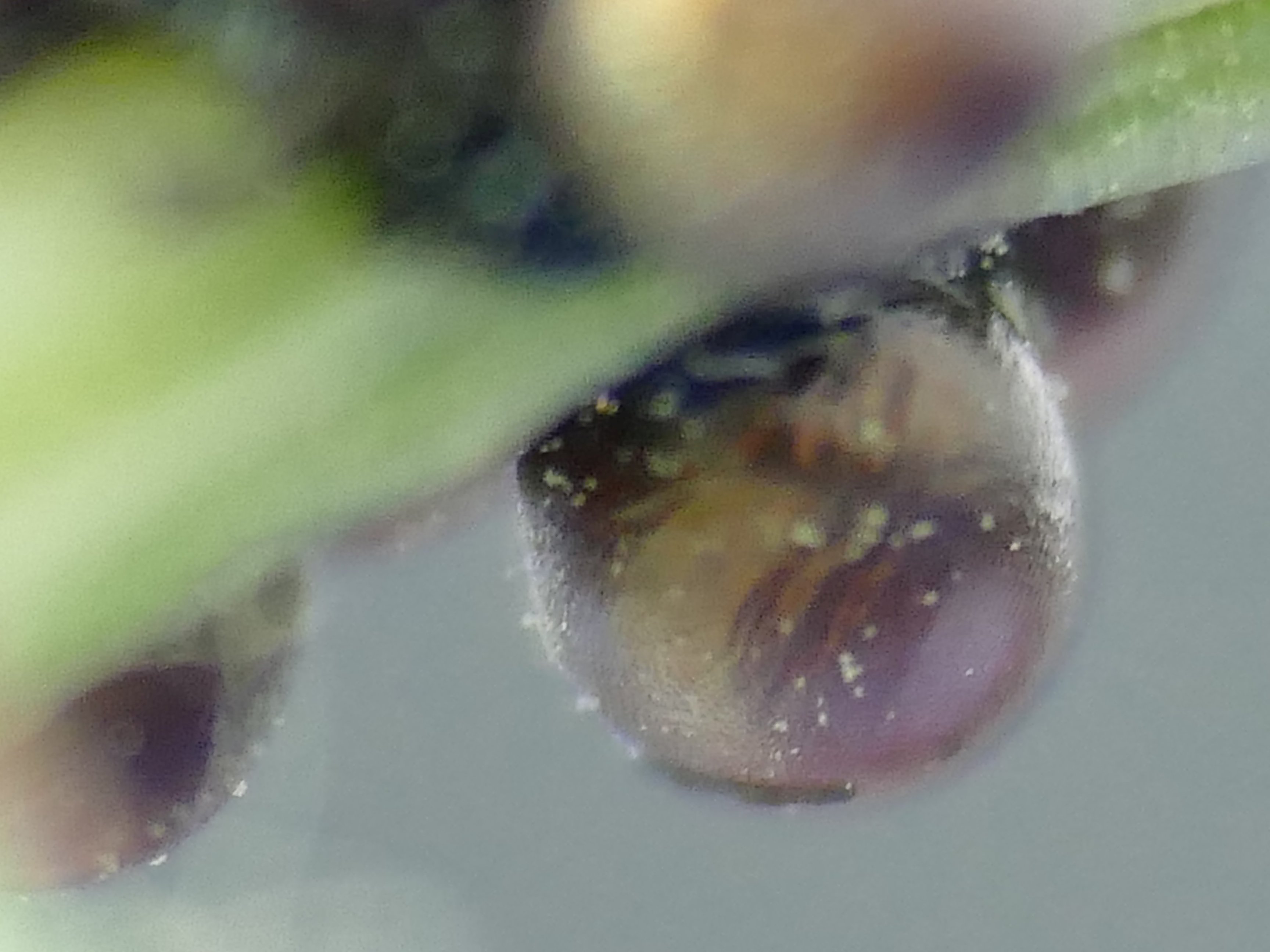 verschwommenes, farbverstärktes Foto eines Eies mit einer Insektenlarve im Inneren, (c) Andrea Kamphuis