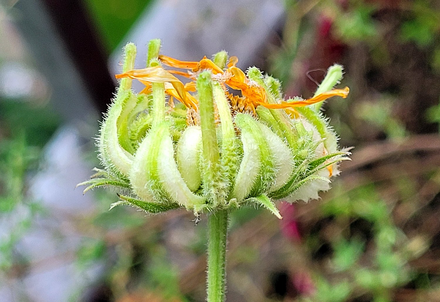 unreife Früchte eines verblühten Blütenkorbs von der Seite