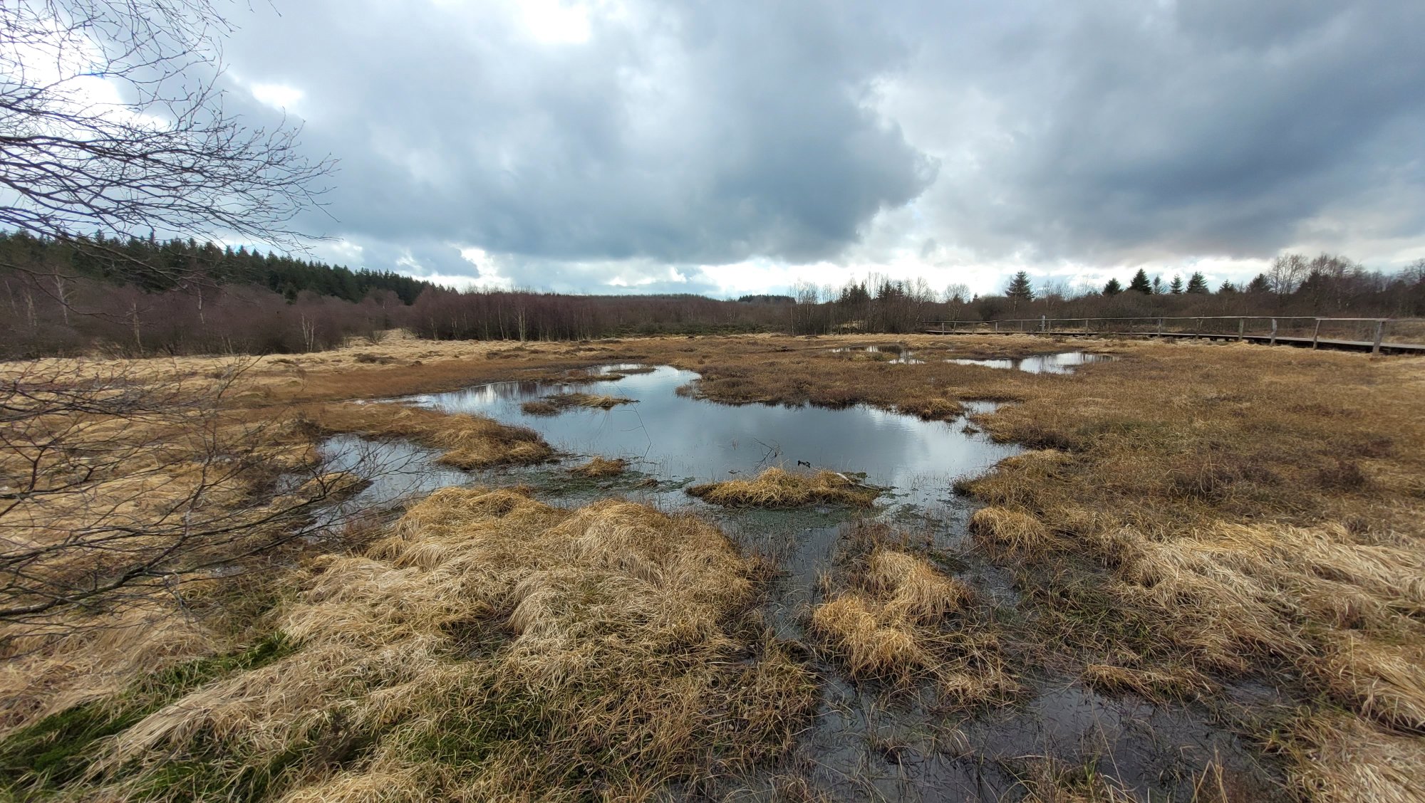 Großer runder Sumpf im Brackvenn, (c) Andrea Kamphuis 2024