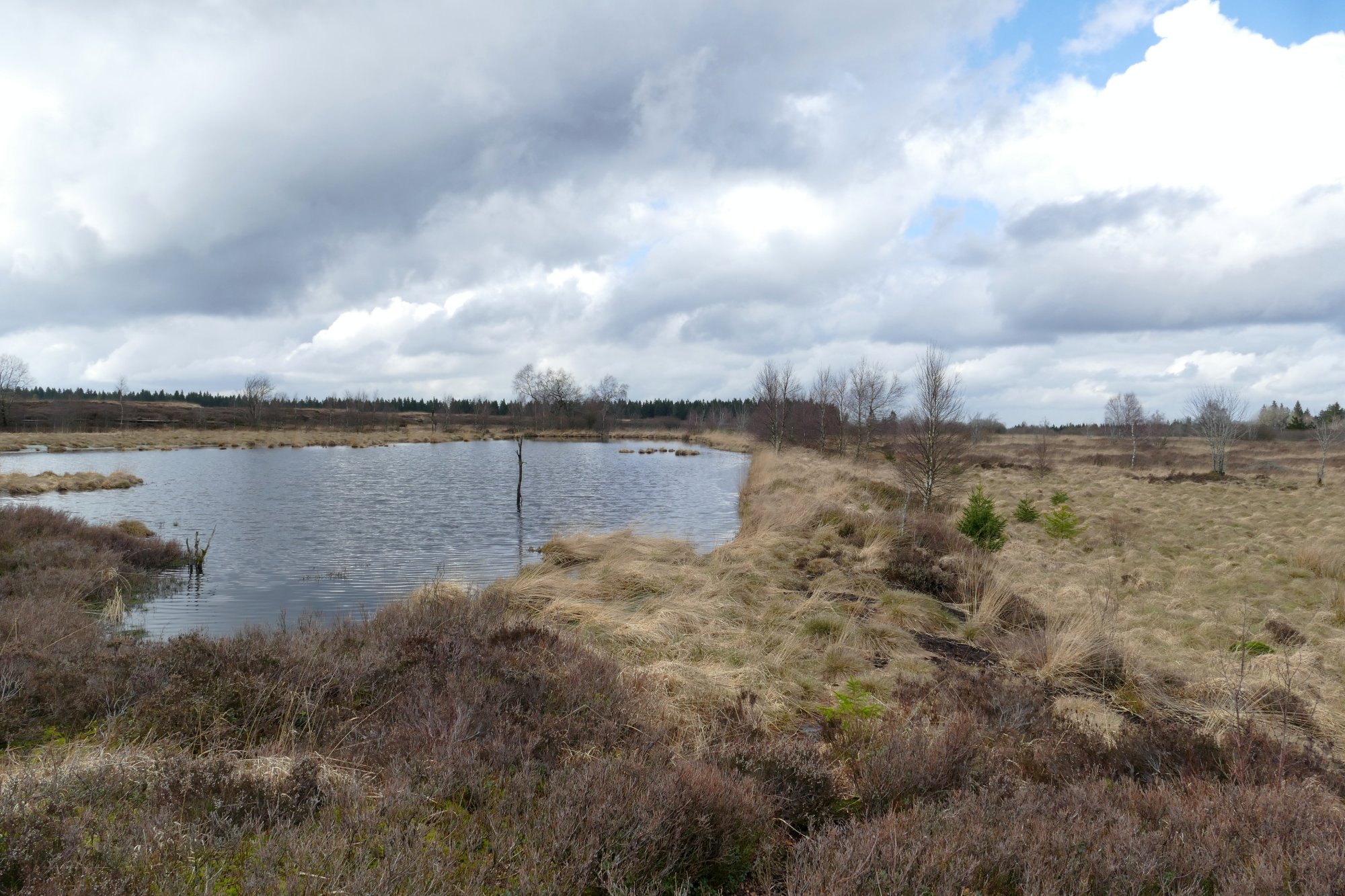 Gewässer im Moor, das rechts durch einen geraden Damm begrenzt ist. (c) Andrea Kamphuis 2024