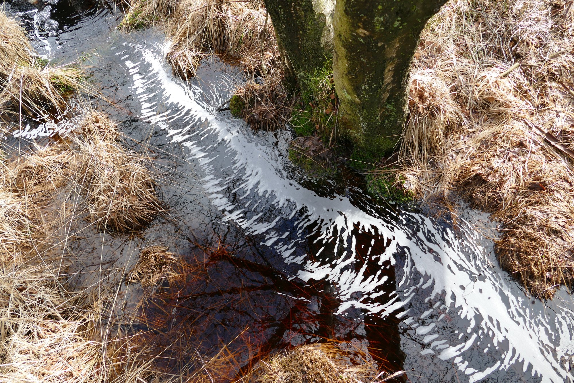 Dunkelbraunes Moorwasser mit weißem Schaum, (c) Andrea Kamphuis 2024