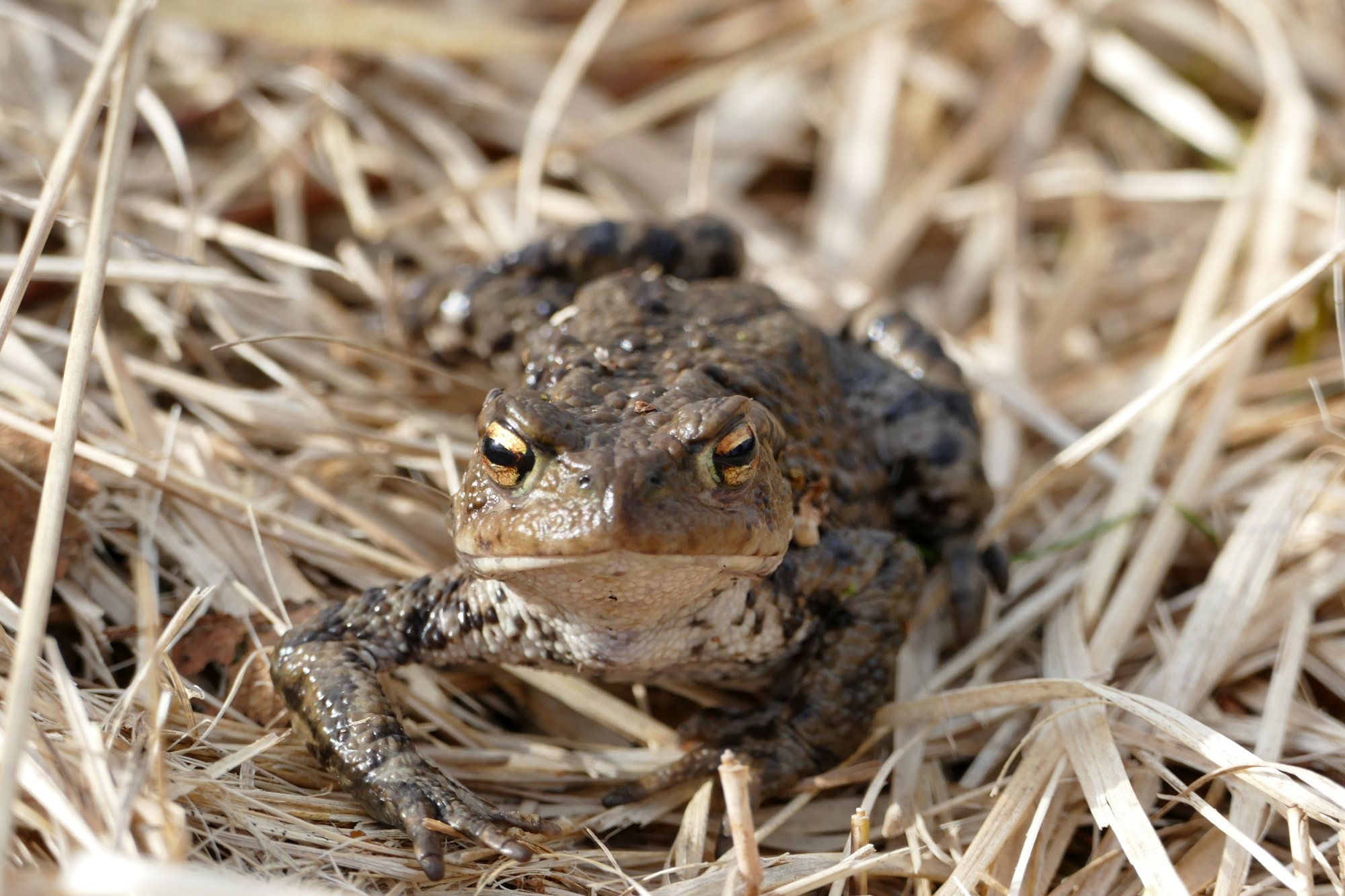 Erdkröte von vorn im Sonnenschein, (c) Andrea Kamphuis