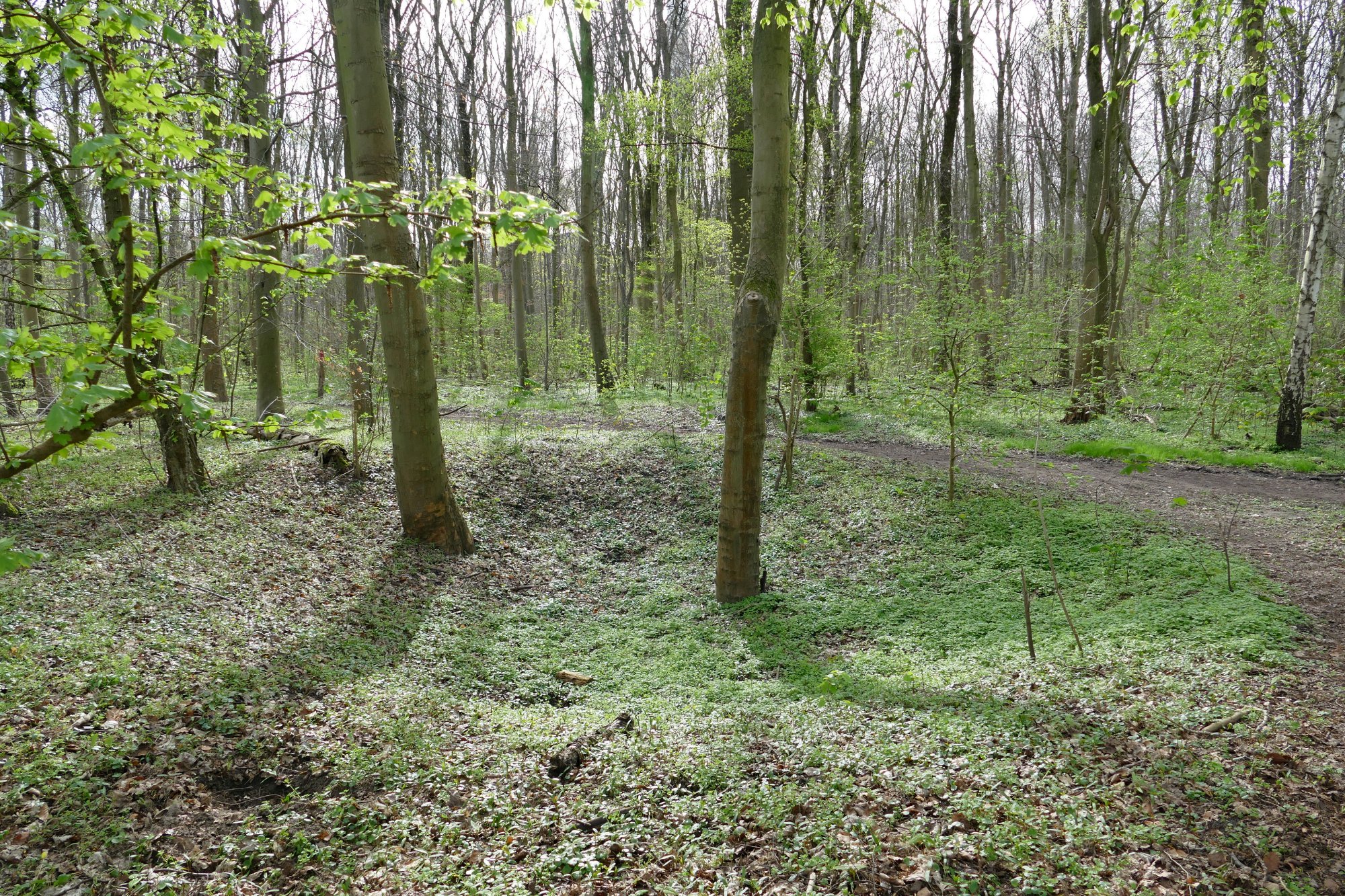 Runde Kuhle in einem Auwald, (c) Andrea Kamphuis 2024