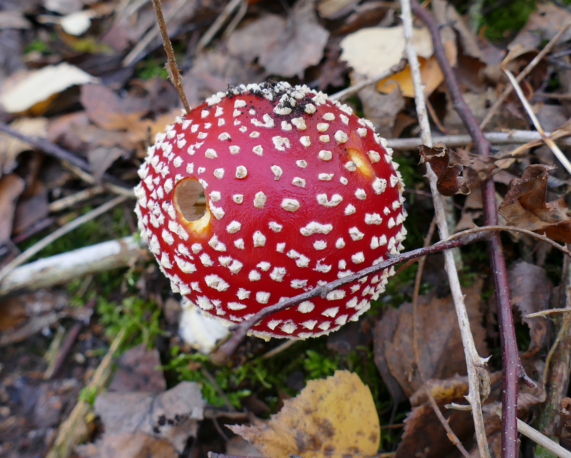 Junger Fliegenpilz mit gleichmäßigem Flockenmuster