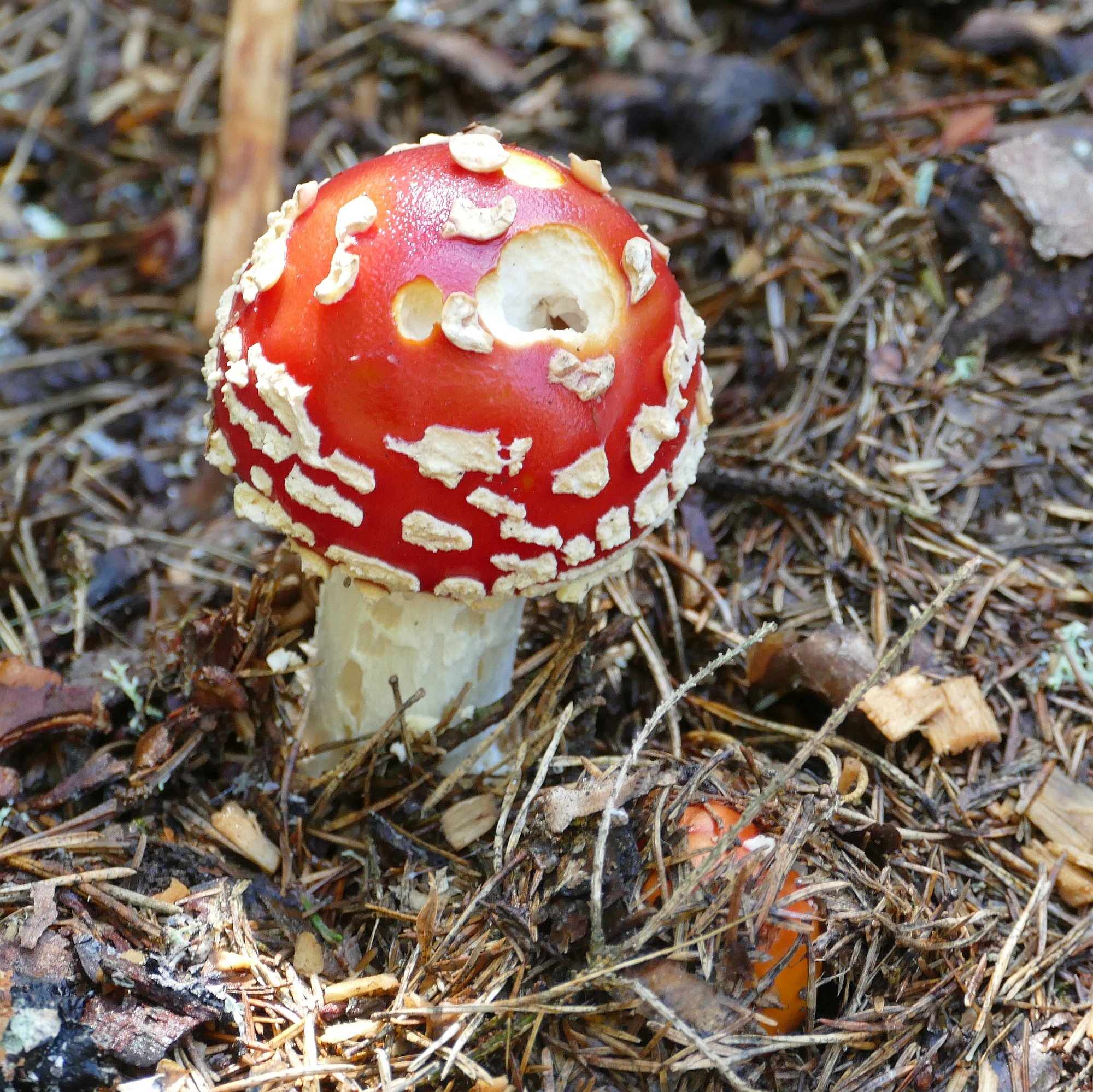 Junger Fliegenpilzhut mit abplatzenden Flocken