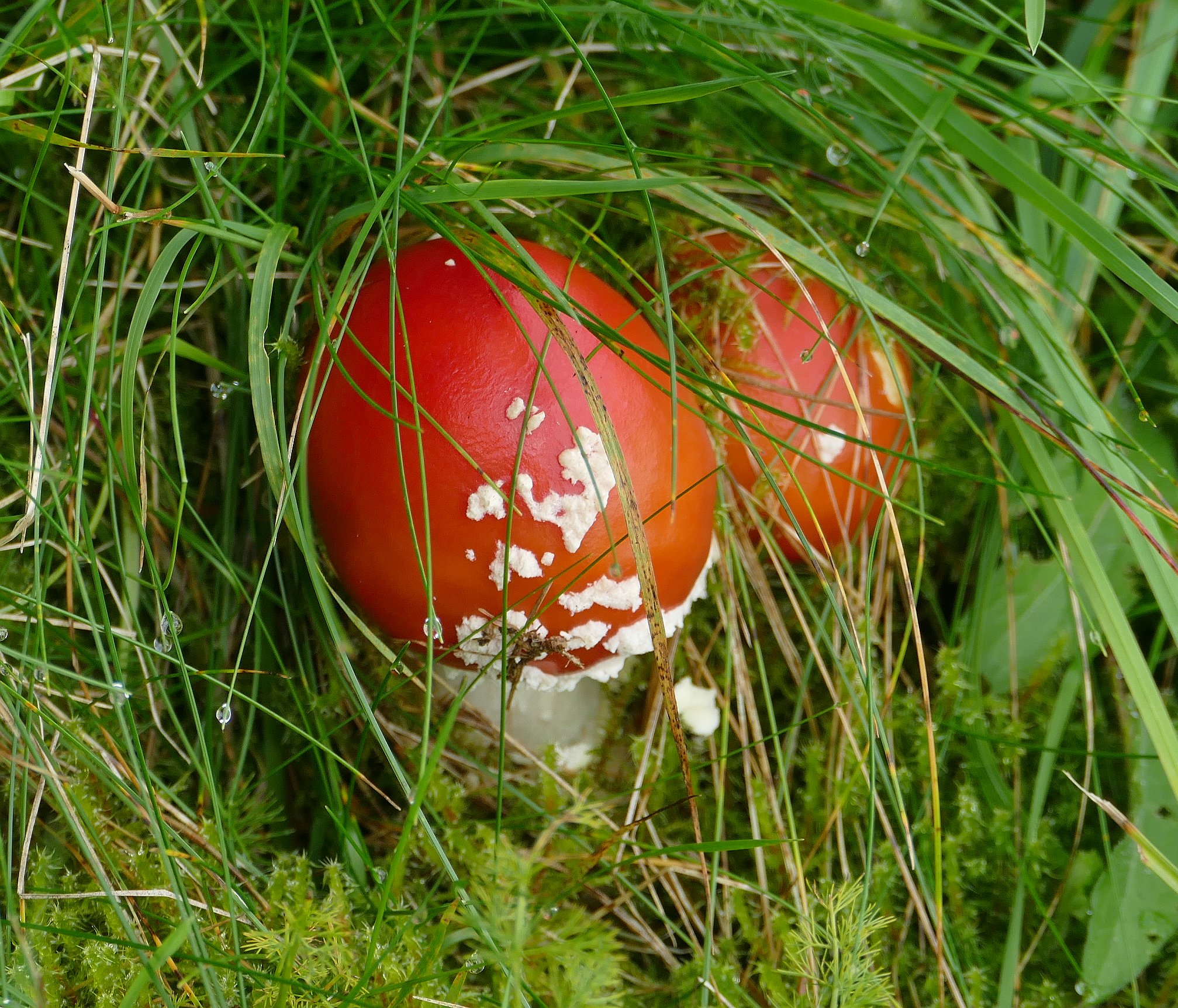 Zwei junge Fliegenpilze; vom vorderen ist eine große Flocke abgefallen und am Gras hängen geblieben.