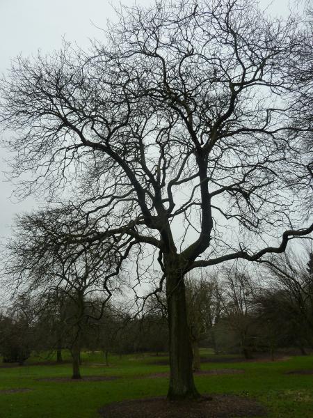 Baum; (c) Stephan Matthiesen 2012