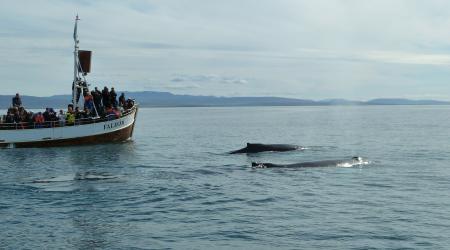 Buckelwale; (c) Stephan Matthiesen 2011