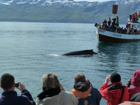 Buckelwale; (c) Stephan Matthiesen 2011