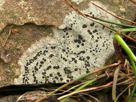 schwarze Fruchtkörper, helle Flechte