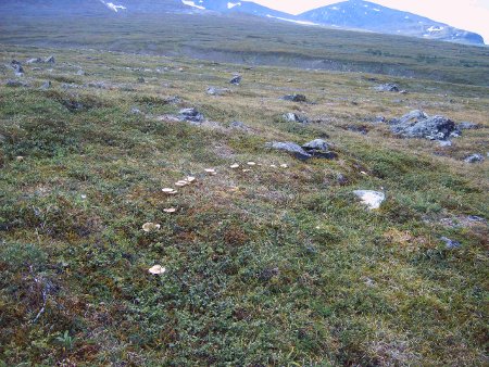 Hexenring in Abisko, (c) Stephan Matthiesen