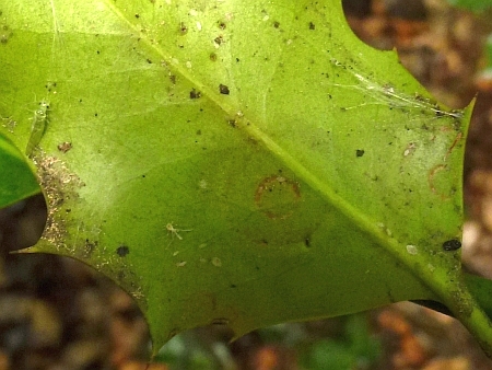 Blattunterseite mit Ring und Insekten