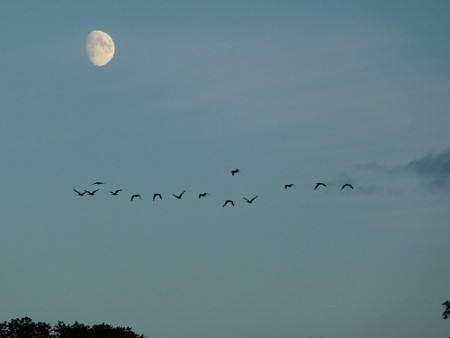Mond und Vögel (c) Stephan Matthiesen