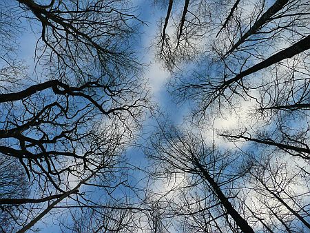 Bäume vor Himmel