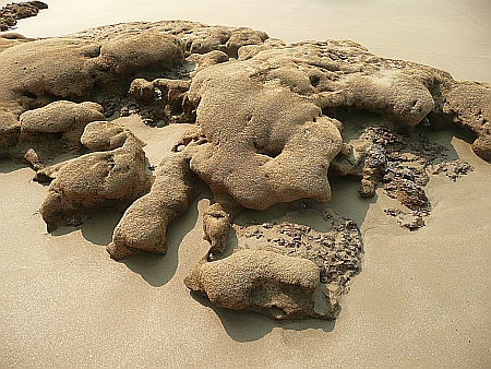 Sandkorallenriff