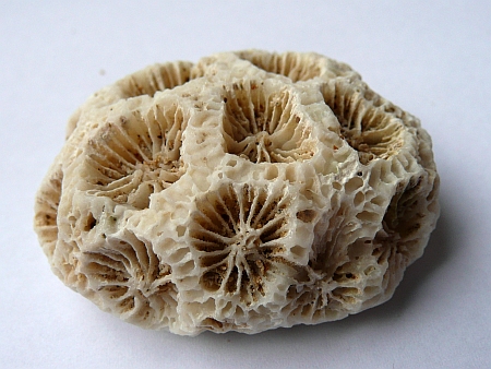Steinkoralle mit großen Koralliten