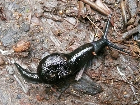 Schnecke auf Madeira