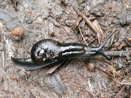 Schnecke von der Seite