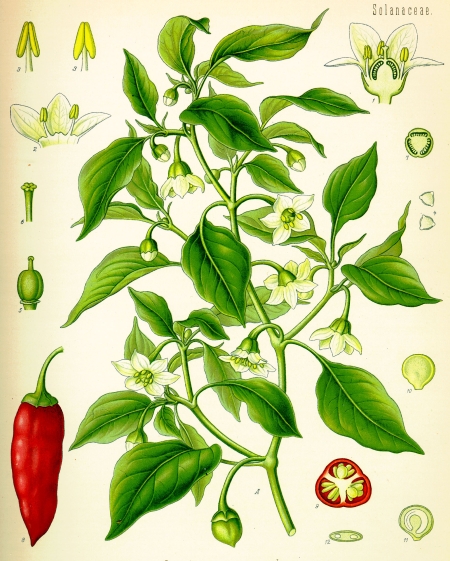 Abbildung aus Köhler’s Medizinal-Pflanzen