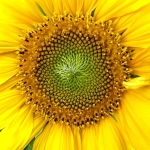 Sonnenblume