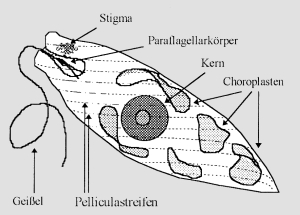 Schemazeichnung Euglena gracilis