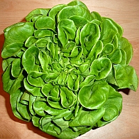 Kopfsalat