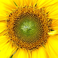 Sonnenblume