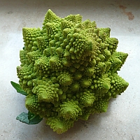 Romanesco