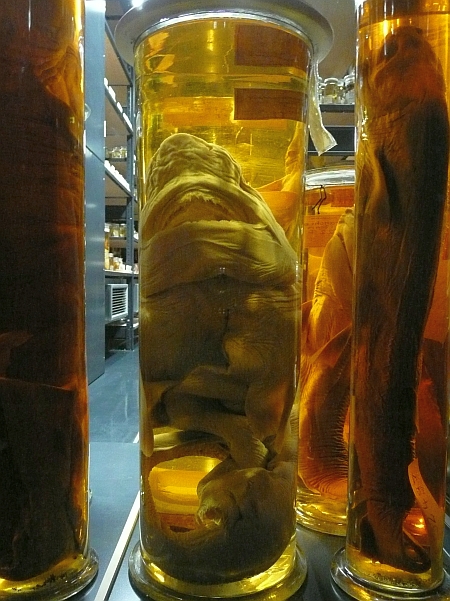 Nasssammlung, Museum für Naturkunde, Berlin