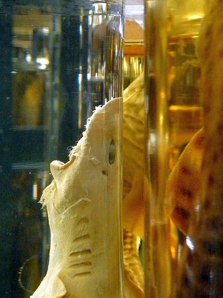 Nasssammlung, Museum für Naturkunde, Berlin