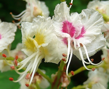 Rosskastanienblüten