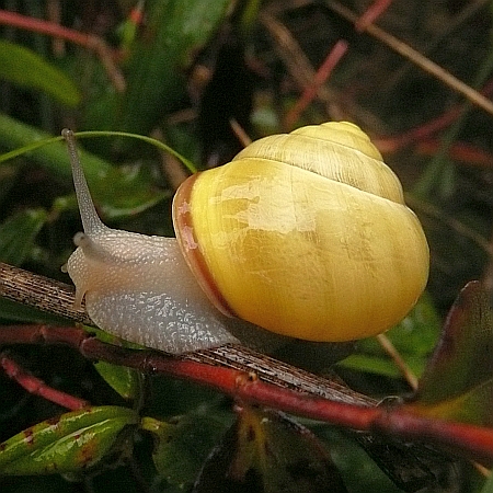 Bänderschnecke