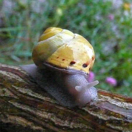 Bänderschnecke