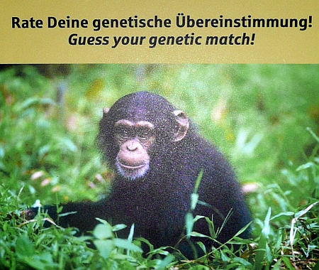 Odysseum, Rate Deine genetische Übereinstimmung